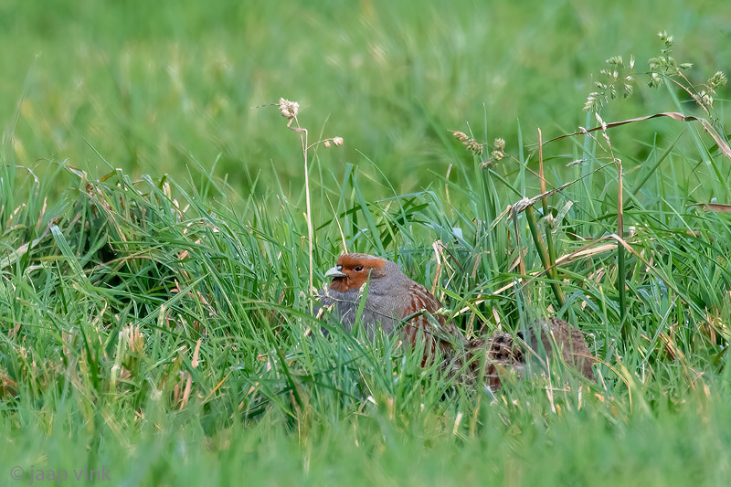 Partridge - Patrijs -Perdix perdix