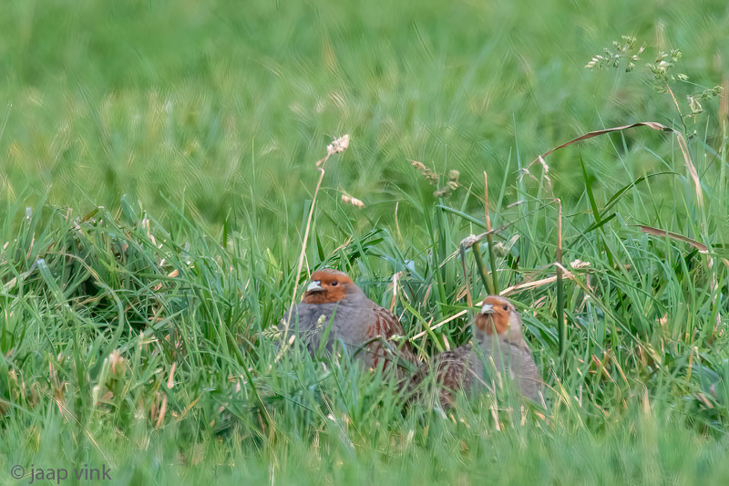 Partridge - Patrijs -Perdix perdix