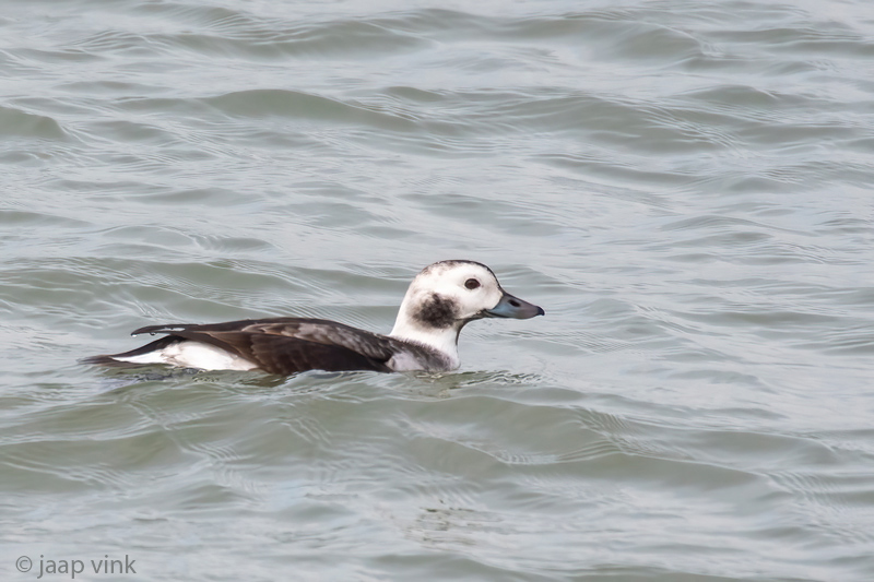 Long-tailed Duck - IJseend - Clangula hyemalis