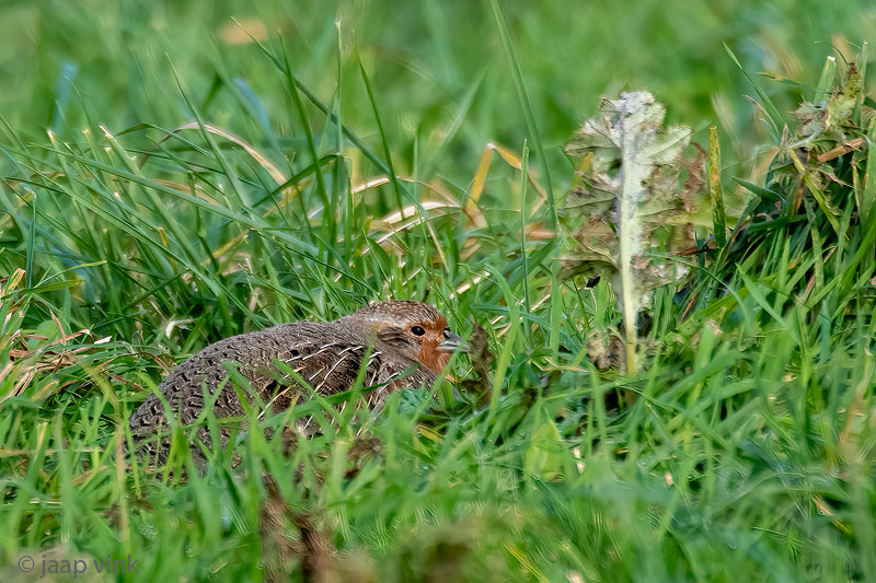 Partridge - Patrijs -Perdix perdix