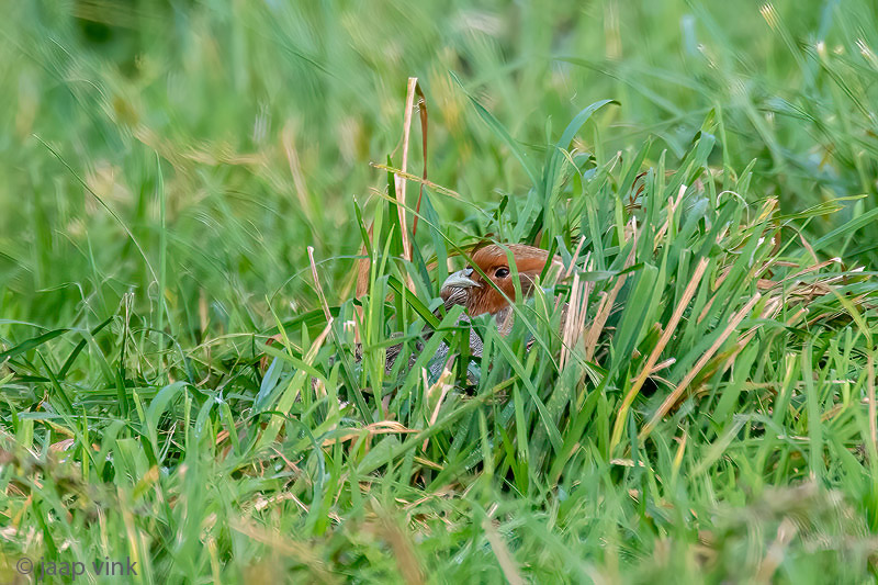 Partridge - Patrijs -Perdix perdix