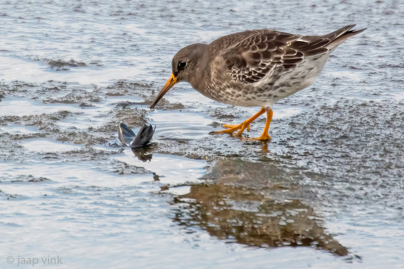 Purple Sandpiper - Paarse Strandloper - Calidris maritima