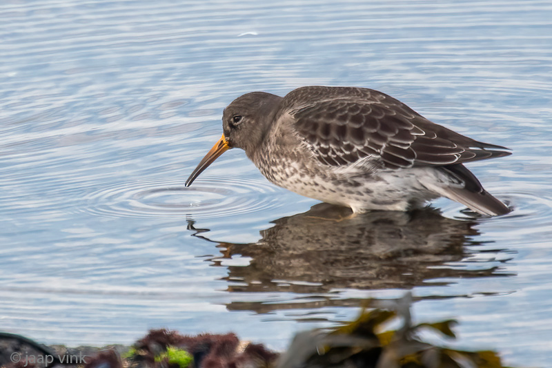 Purple Sandpiper - Paarse Strandloper - Calidris maritima