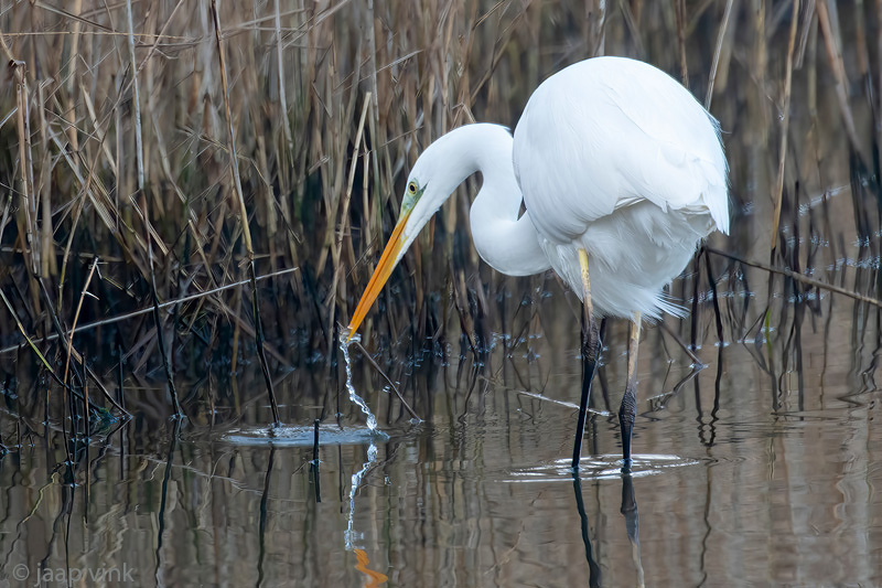 Great Egret - Grote Zilverreiger - Ardea alba