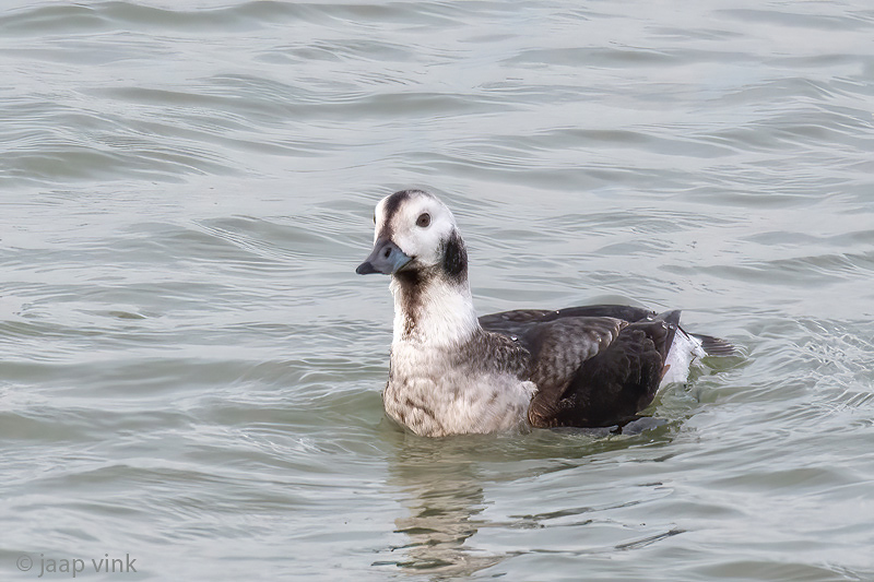 Long-tailed Duck - IJseend - Clangula hyemalis