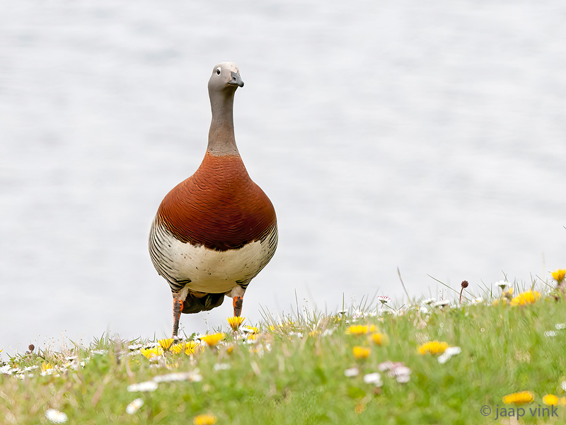Ashy-headed Goose - Grijskopgans - Chloephaga poliocephala