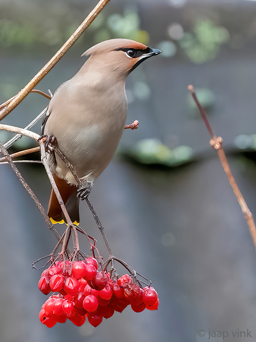 Bohemian Waxwing - Pestvogel - Bombycilla garrulus