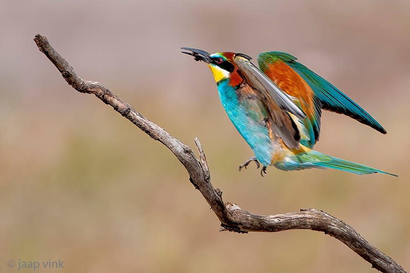 Bee-eater - Bijeneter - Merops apiaster