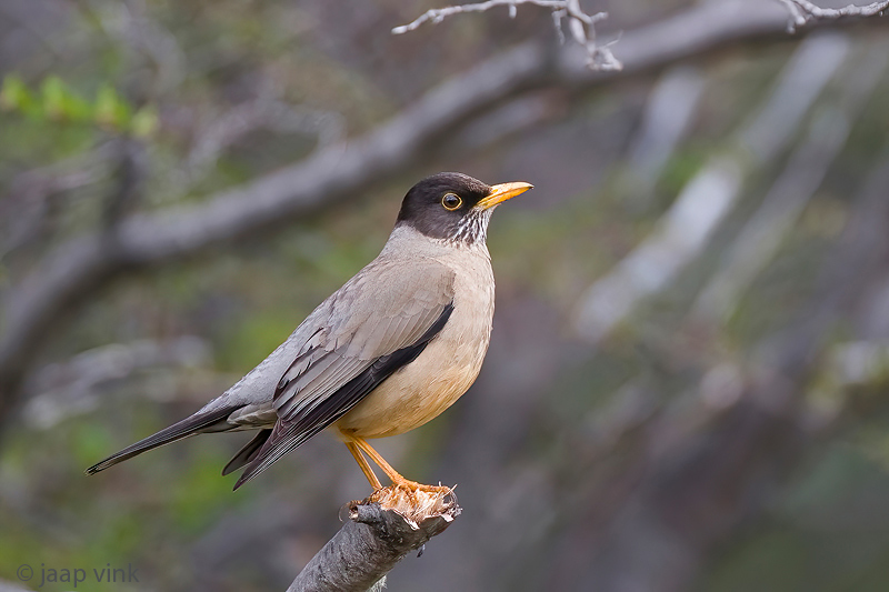 Magellanic Trush - Magelhaenlijster - Turdus falcklandii magellanicus