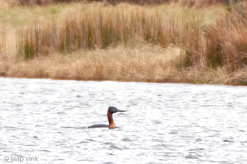 Great Grebe - Grote Fuut - Podiceps major