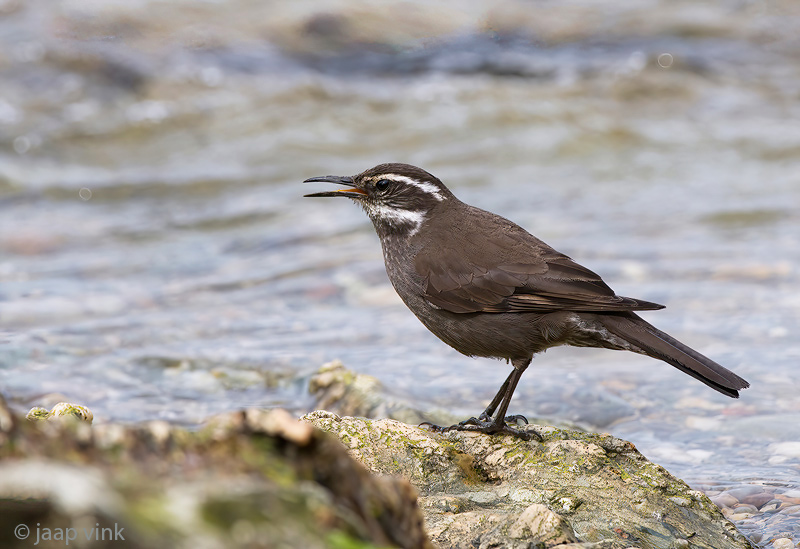 Dark-bellied cinclodes - Grijsbuikwipstaart - Cinclodes patagonicus