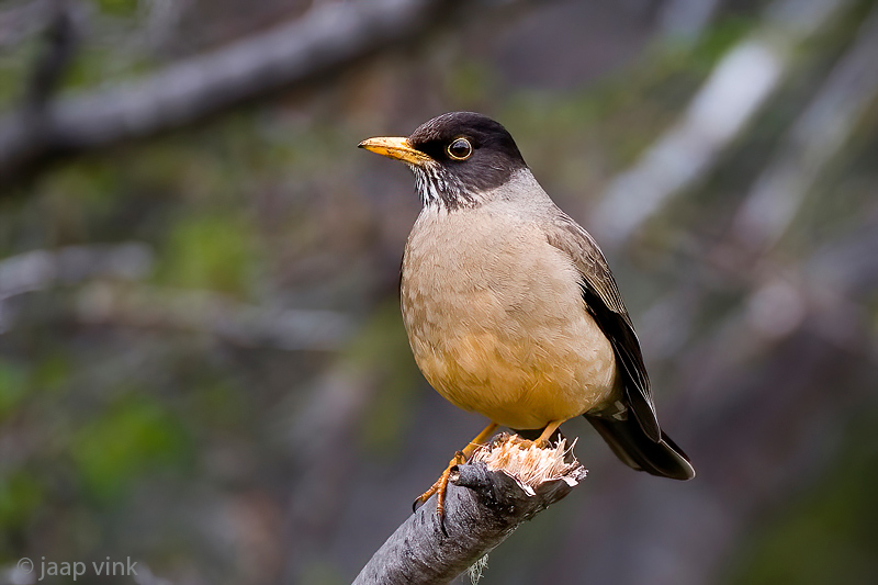 Magellanic Trush - Magelhaenlijster - Turdus falcklandii magellanicus