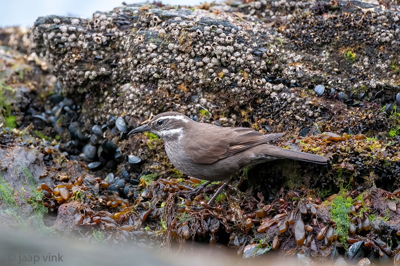 Dark-bellied cinclodes - Grijsbuikwipstaart - Cinclodes patagonicus
