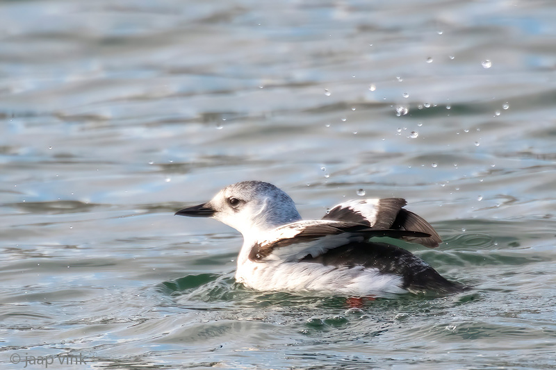 Black Guillemot - Zwarte Zeekoet - Cepphus grylle