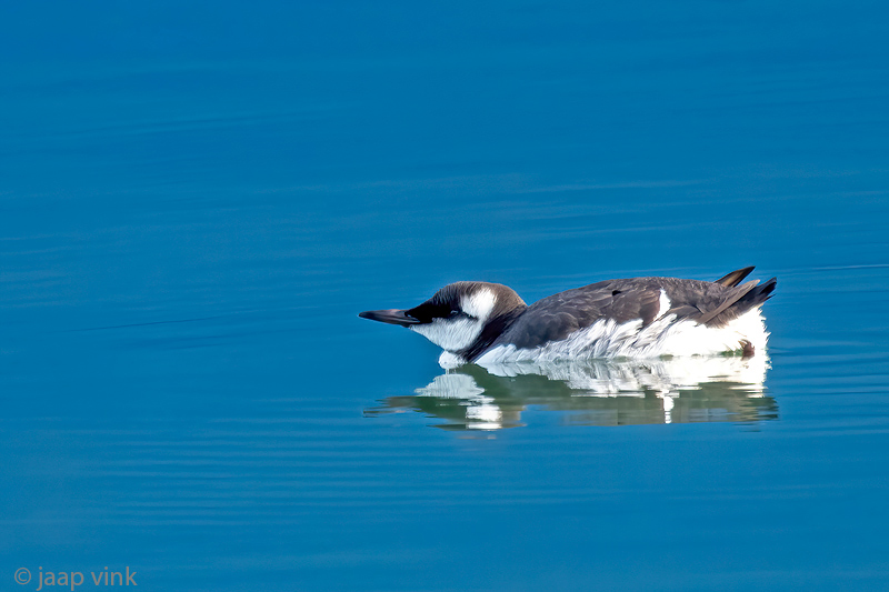Common Murre - Zeekoet - Uria aalge