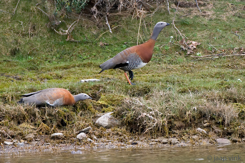 Ashy-headed Goose - Grijskopgans - Chloephaga poliocephala