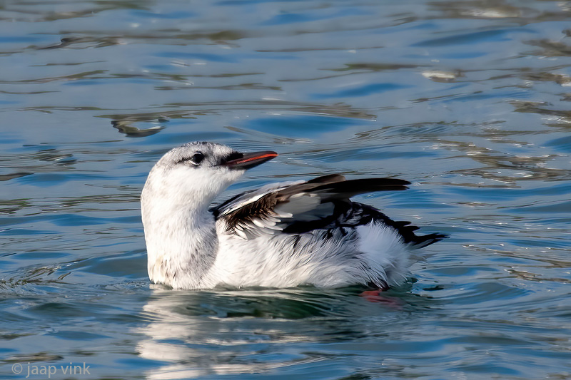 Black Guillemot - Zwarte Zeekoet - Cepphus grylle