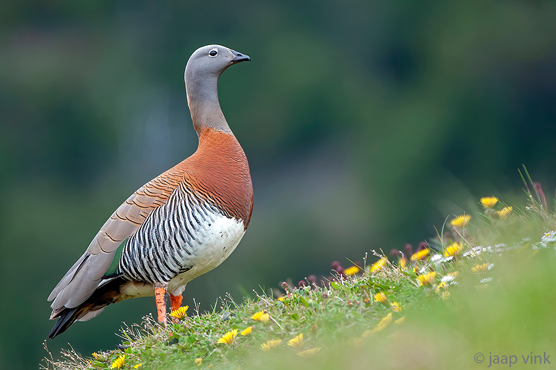 Ashy-headed Goose - Grijskopgans - Chloephaga poliocephala