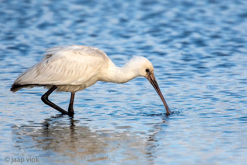 Eurasian Spoonbill - Lepelaar - Platalea leucorodia