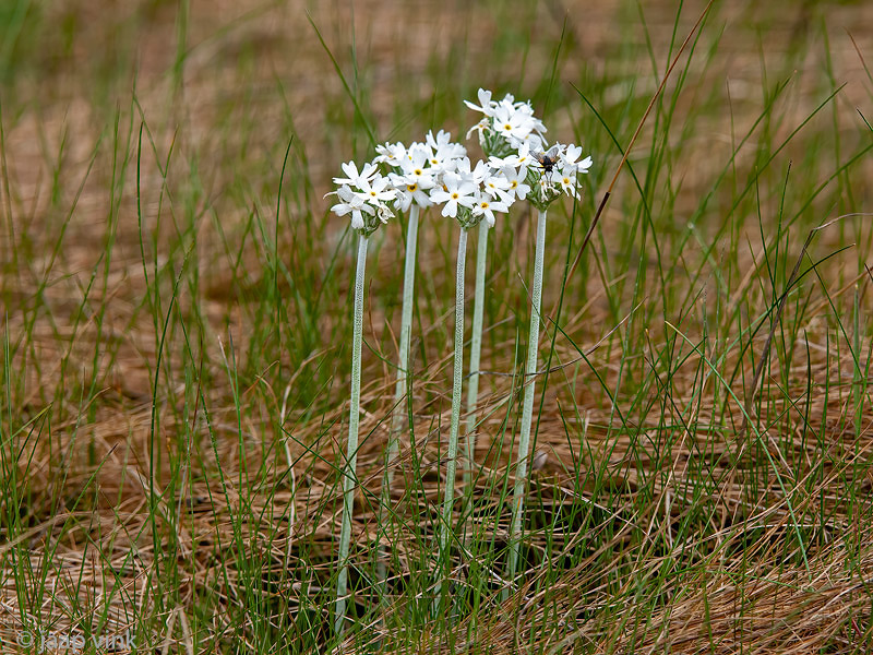Primula magellanica