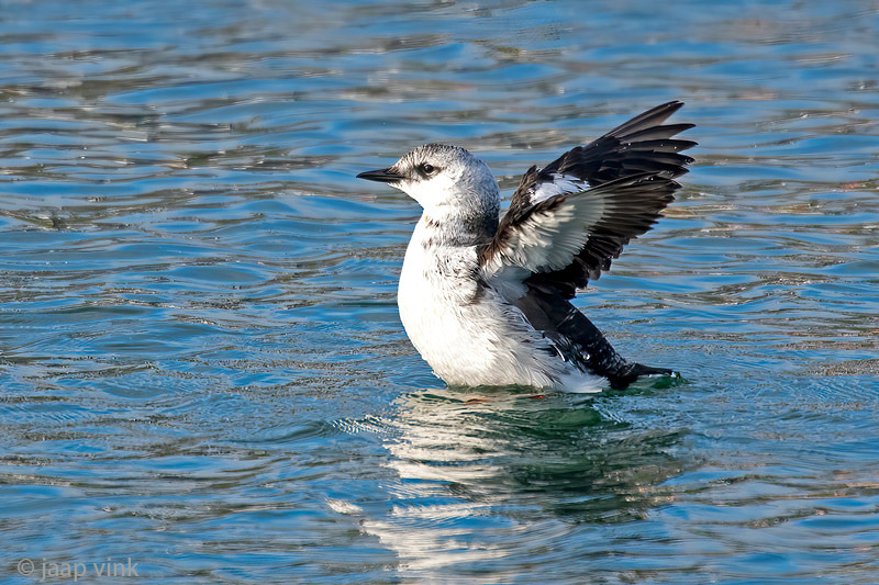 Black Guillemot - Zwarte Zeekoet - Cepphus grylle