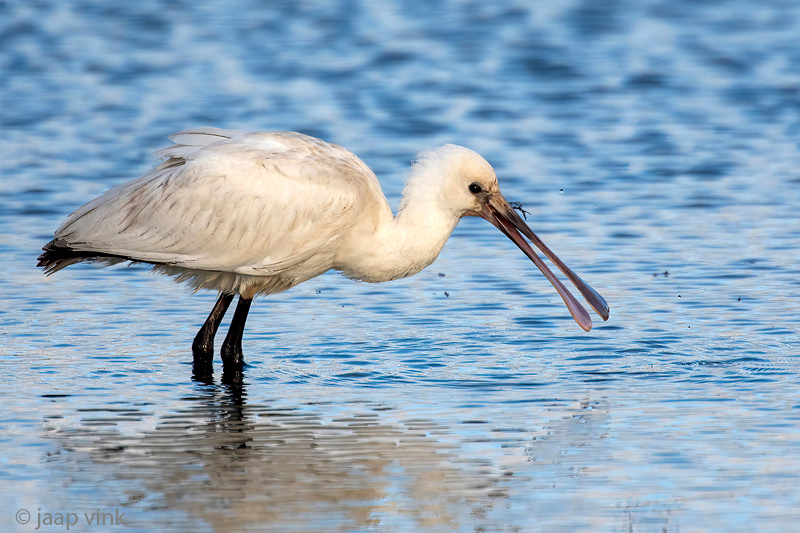 Eurasian Spoonbill - Lepelaar - Platalea leucorodia