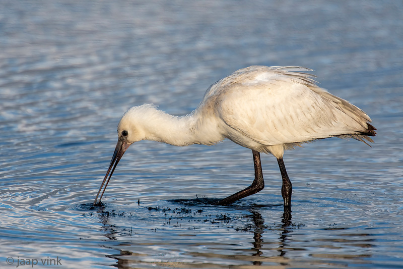 Eurasian Spoonbill - Lepelaar - Platalea leucorodia