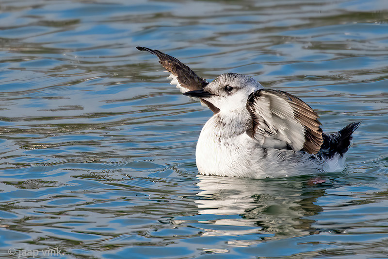 Black Guillemot - Zwarte Zeekoet - Cepphus grylle