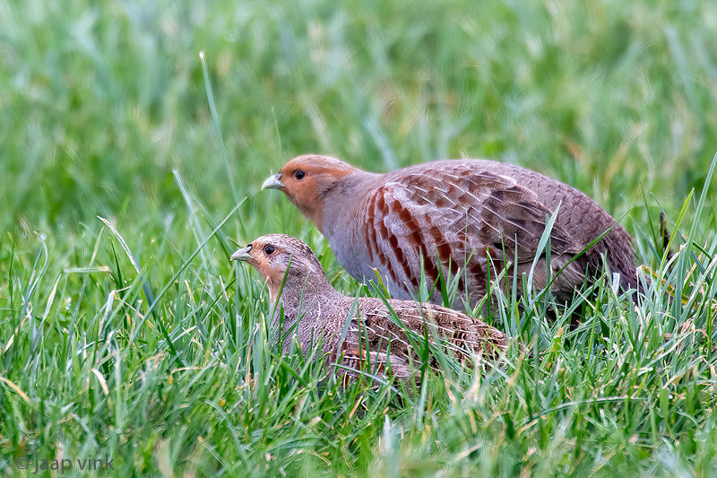 Grey Partridge - Patrijs -Perdix perdix