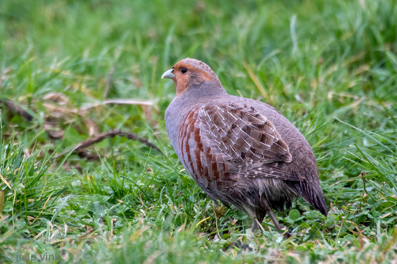 Grey Partridge - Patrijs -Perdix perdix