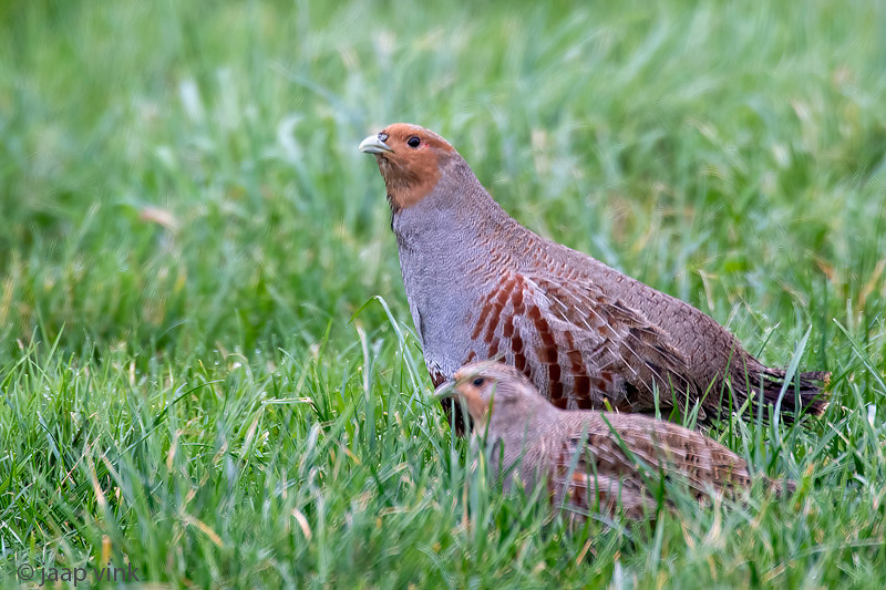Grey Partridge - Patrijs -Perdix perdix