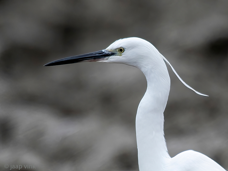 Little Egret - Kleine Zilverreiger - Egretta garzetta
