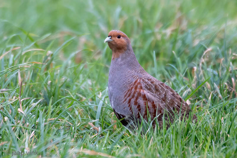 Grey Partridge - Patrijs -Perdix perdix