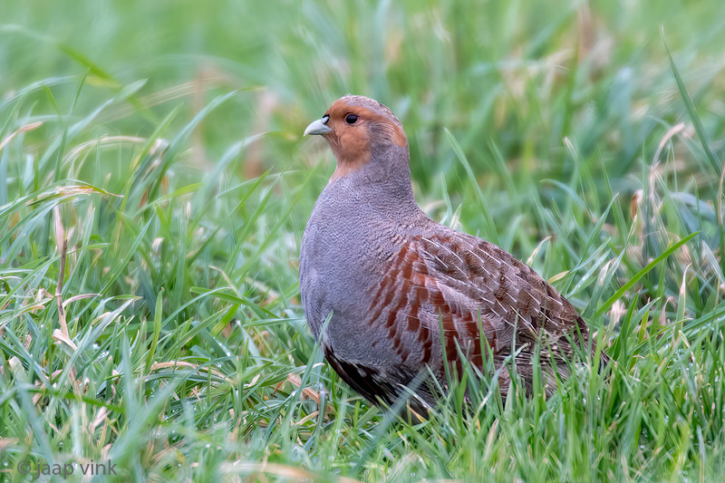 Grey Partridge - Patrijs -Perdix perdix