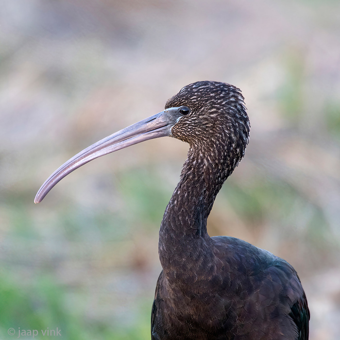 Glossy Ibis - Zwarte Ibis - Plegadis falcinellus