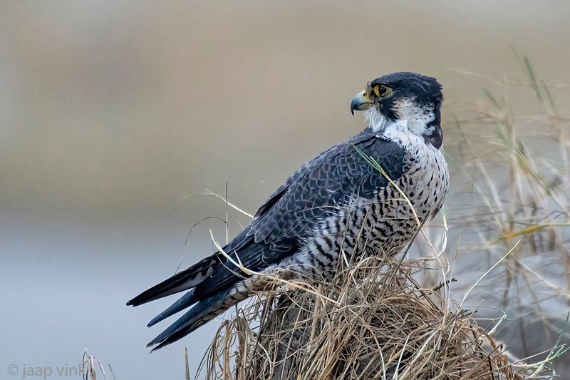Peregrine - Slechtvalk - Falco peregrinus