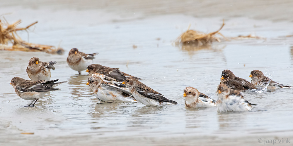 Snow Bunting - Sneeuwgors - Plectrophenax nivalis