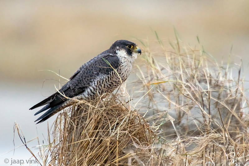 Peregrine - Slechtvalk - Falco peregrinus