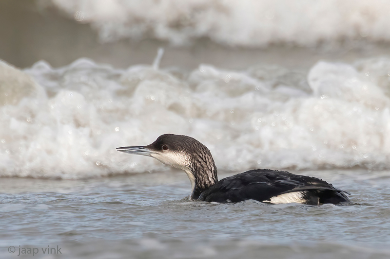 Black-throated Diver - Parelduiker - Gavia arctica