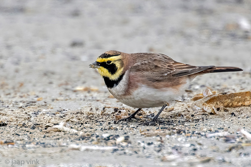 Shore Lark - Strandleeuwerik - Eremophila alpestris