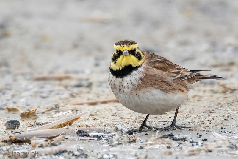 Shore Lark - Strandleeuwerik - Eremophila alpestris