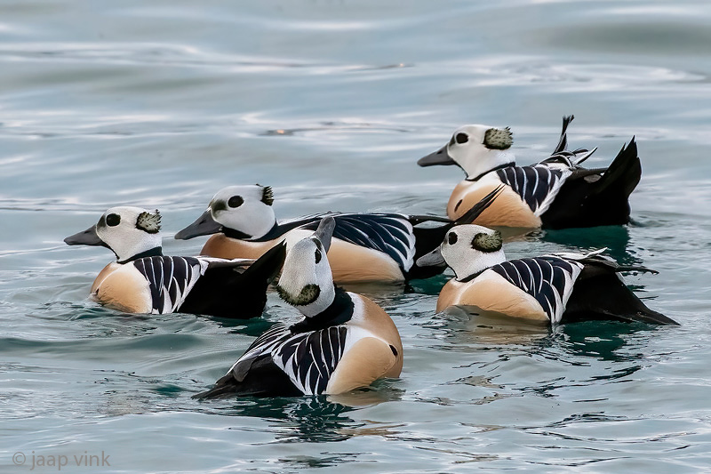 Stellers Eider - Stellers Eider - Polysticta stelleri