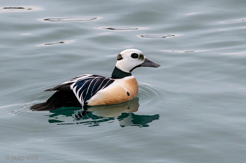Stellers Eider - Stellers Eider - Polysticta stelleri