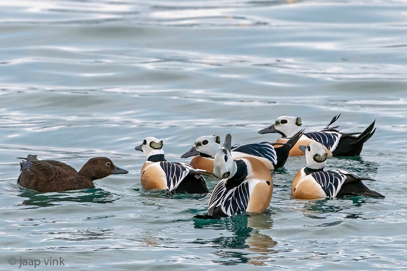 Stellers Eider - Stellers Eider - Polysticta stelleri