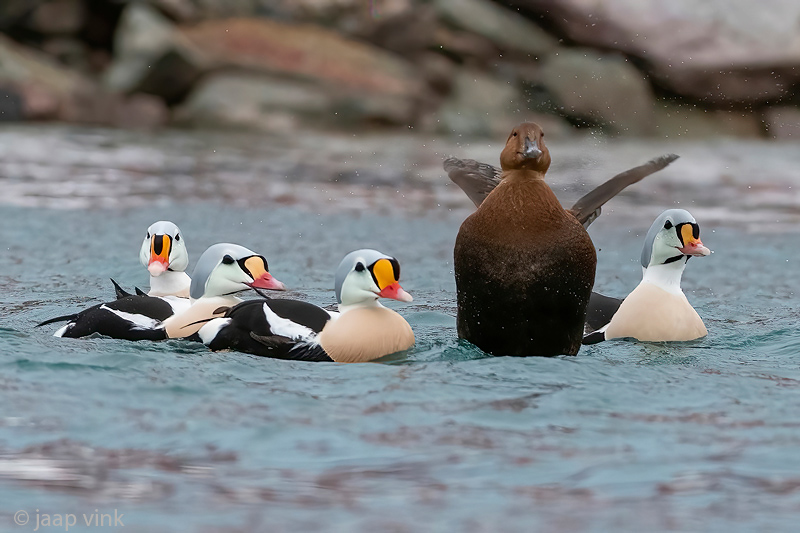 King Eider - Koningseider - Somateria spectabilis