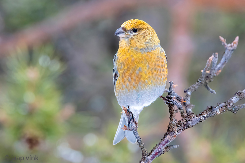 Pine Grosbeak - Haakbek - Pinicola enucleator