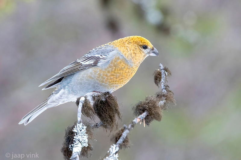 Pine Grosbeak - Haakbek - Pinicola enucleator