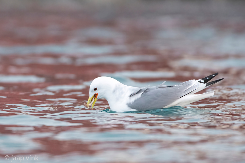 Black-legged Kittiwake - Drieteenmeeuw - Rissa tridactyla