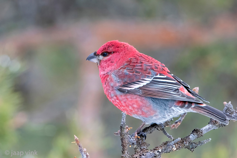 Pine Grosbeak - Haakbek - Pinicola enucleator
