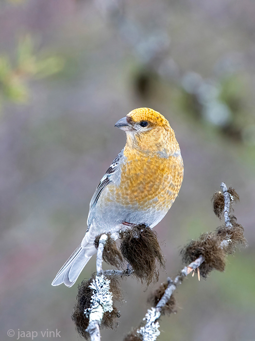 Pine Grosbeak - Haakbek - Pinicola enucleator